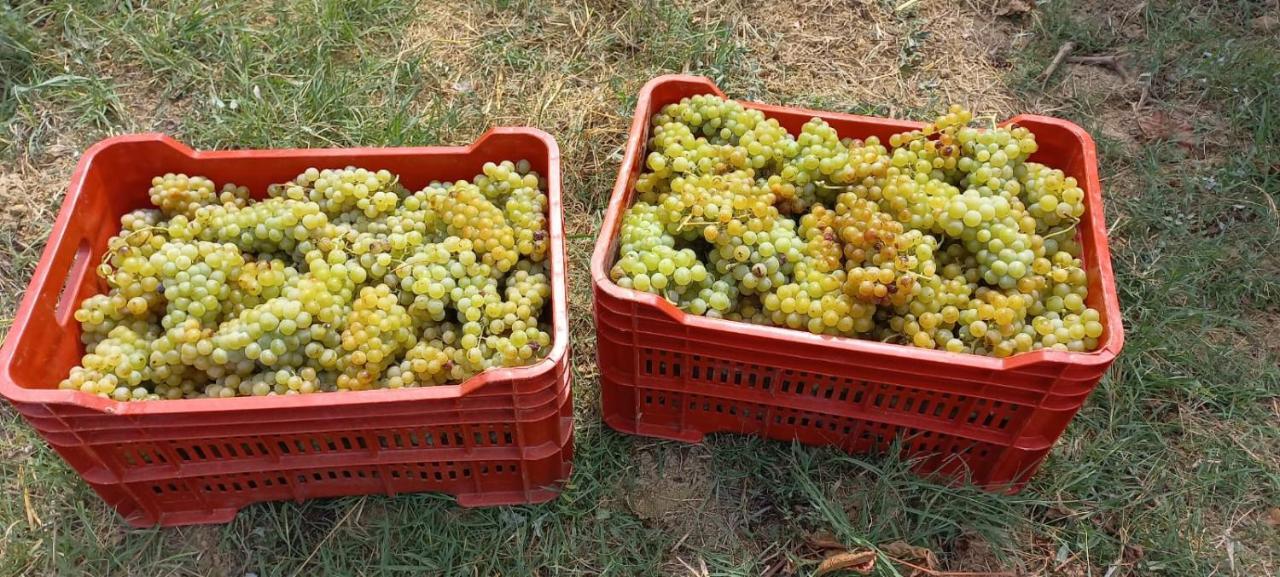 1929 Wine Food Relax Agriturismo Акви Терме Экстерьер фото